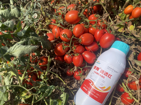 水溶肥品牌,酱番茄种植,拉姆拉滴灌级特种肥