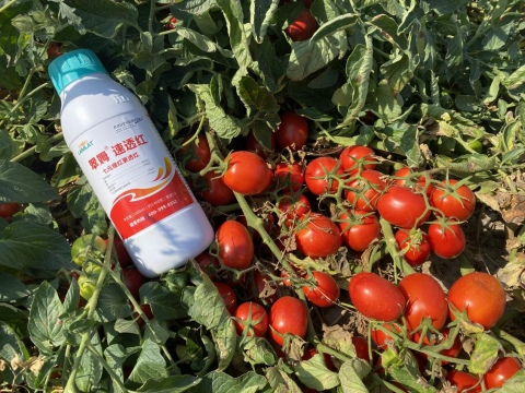水溶肥品牌,酱番茄种植,拉姆拉滴灌级特种肥
