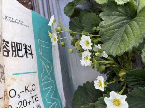 水溶肥品牌,草莓种植,拉姆拉滴灌级特种肥