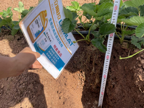 水溶肥品牌,草莓种植,拉姆拉滴灌级特种肥