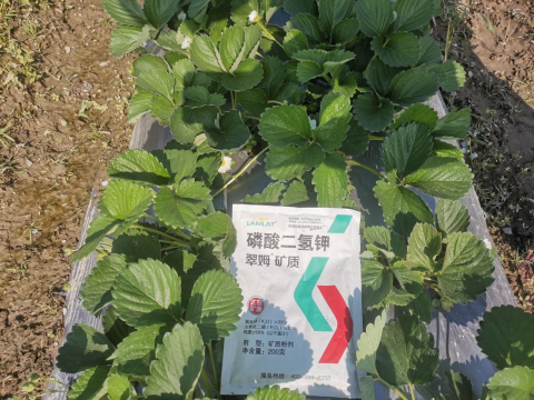 水溶肥品牌,草莓种植,拉姆拉滴灌级特种肥