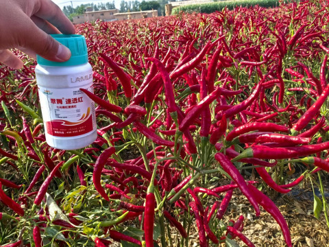 水溶肥厂家,朝天椒种植,翠姆水溶肥