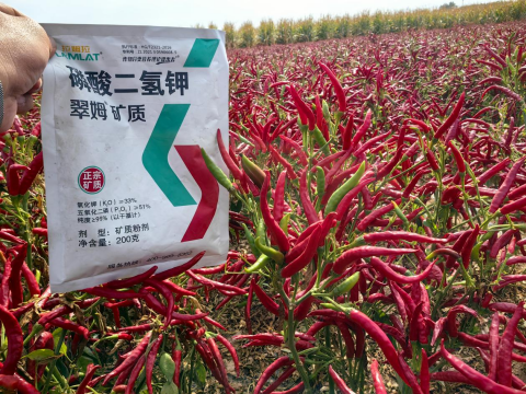 水溶肥厂家,朝天椒种植,翠姆水溶肥