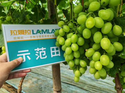 水溶肥厂家,土壤恶化,拉姆拉滴灌级特种肥