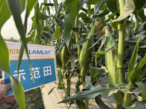 水溶肥厂家,土壤恶化,拉姆拉滴灌级特种肥