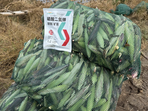 拇指玉米种植,翠姆磷酸二氢钾,拉姆拉滴灌级特种肥