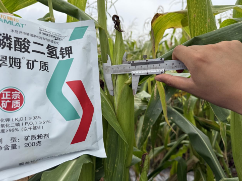 拇指玉米种植,翠姆磷酸二氢钾,拉姆拉滴灌级特种肥
