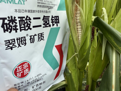 拇指玉米种植,翠姆磷酸二氢钾,拉姆拉滴灌级特种肥