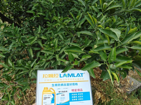 水溶肥品牌,柑橘施肥,翠姆水溶肥