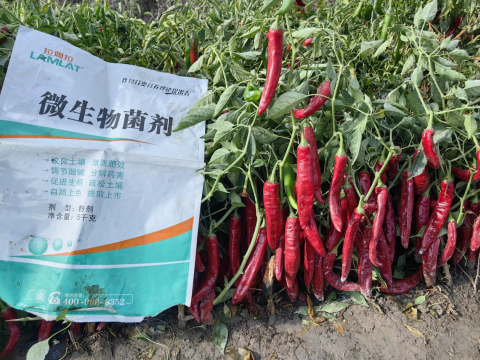水溶肥厂家,辣椒种植,翠姆水溶肥