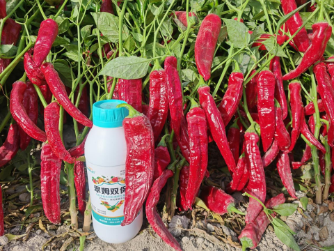 水溶肥厂家,辣椒种植,翠姆水溶肥