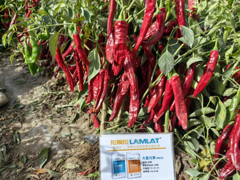 水溶肥厂家,辣椒种植,翠姆水溶肥