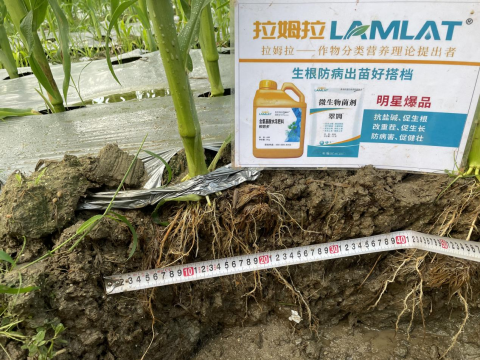 水溶肥厂家,甜脆玉米种植,拉姆拉滴灌级特种肥