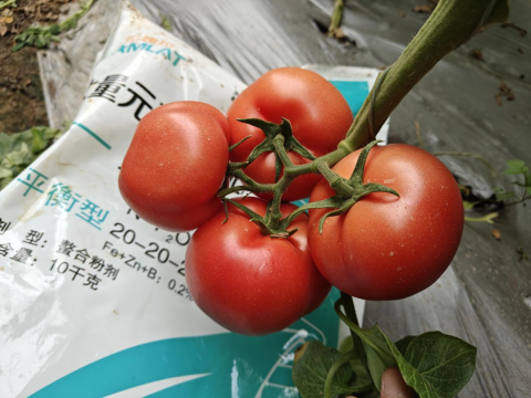 水溶肥,番茄种植,拉姆拉滴灌级特种肥