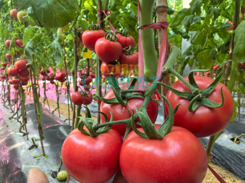 水溶肥,番茄种植,拉姆拉滴灌级特种肥