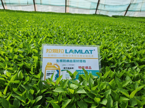 辣椒育苗,水溶肥,拉姆拉滴灌级特种肥