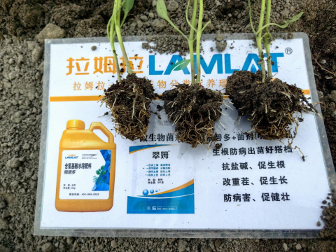 辣椒育苗,水溶肥,拉姆拉滴灌级特种肥