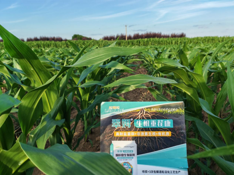 水溶肥厂家,大田种植,拉姆拉滴灌级特种肥