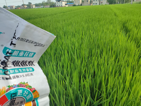 水溶肥厂家,大田种植,拉姆拉滴灌级特种肥