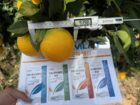 水溶肥,脐橙种植,拉姆拉滴灌级特种肥