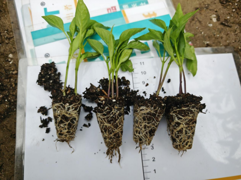 水溶肥厂家,辣椒施肥,翠姆水溶肥