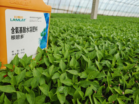 水溶肥厂家,辣椒施肥,翠姆水溶肥