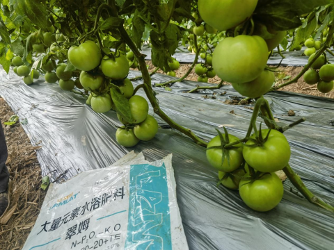 水溶肥,番茄施肥,拉姆拉滴灌级特种肥