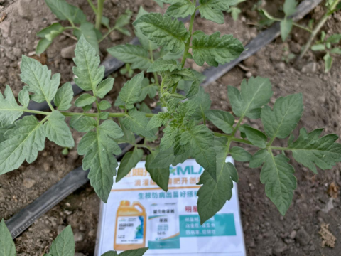 水溶肥,番茄施肥,拉姆拉滴灌级特种肥