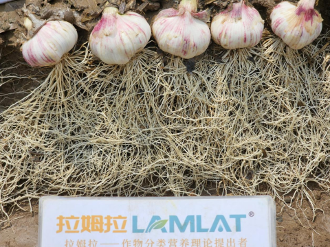 水溶肥厂家,大蒜施肥,拉姆拉滴灌级特种肥