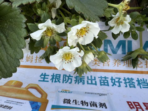 水溶肥品牌,草莓施肥,拉姆拉滴灌级特种肥