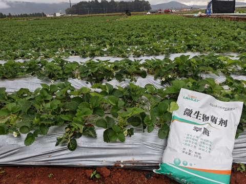 水溶肥品牌,草莓施肥,拉姆拉滴灌级特种肥
