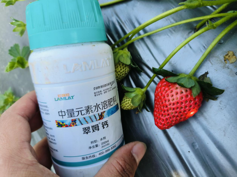 水溶肥品牌,草莓施肥,拉姆拉滴灌级特种肥