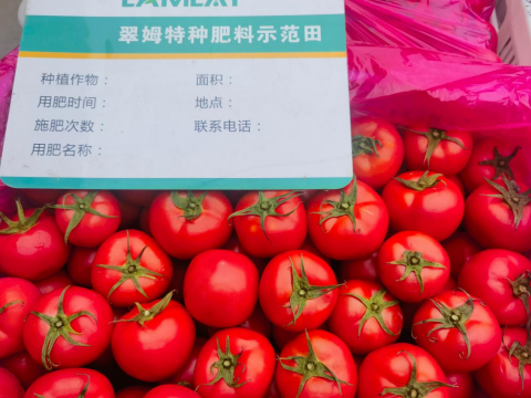 水溶肥,番茄施肥,拉姆拉滴灌级特种肥