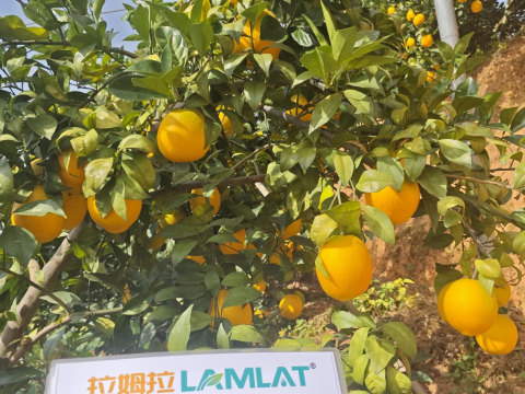 水溶肥,柑橘施肥,拉姆拉滴灌级特种肥