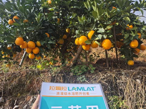 水溶肥,柑橘施肥,拉姆拉滴灌级特种肥