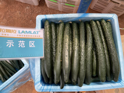 水溶肥品牌,黄瓜施肥,拉姆拉滴灌级特种肥