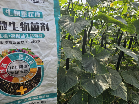 水溶肥品牌,黄瓜施肥,拉姆拉滴灌级特种肥