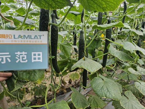 水溶肥品牌,黄瓜施肥,拉姆拉滴灌级特种肥