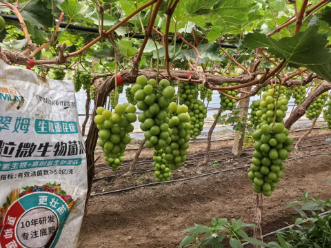 水溶肥,葡萄施肥,拉姆拉滴灌级特种肥