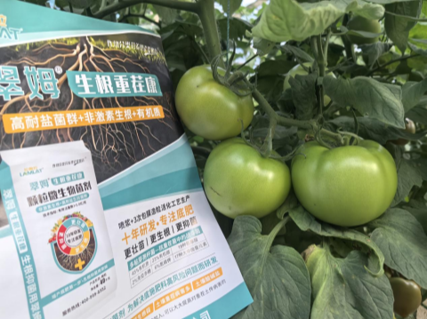 西红柿种植,水溶肥厂家,拉姆拉滴灌级特种肥