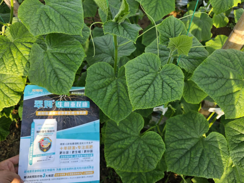 黄瓜种植,拉姆拉滴灌级特种肥,水溶肥