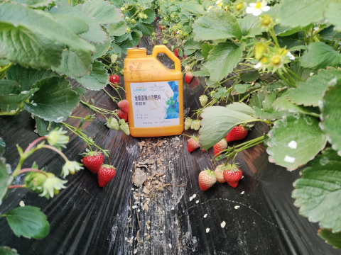 草莓施肥,翠姆水溶肥,水溶肥品牌