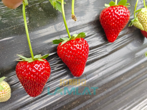 草莓施肥,翠姆水溶肥,水溶肥品牌