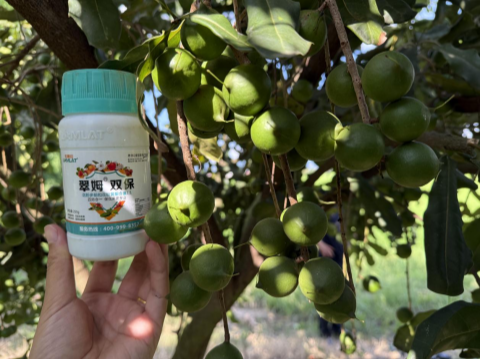 坚果种植,拉姆拉滴灌级特种肥,水溶肥