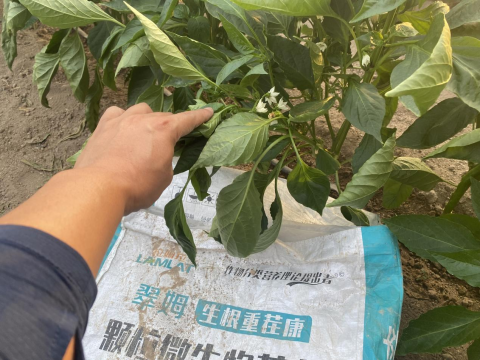 辣椒种植,水溶肥,拉姆拉滴灌级特种肥
