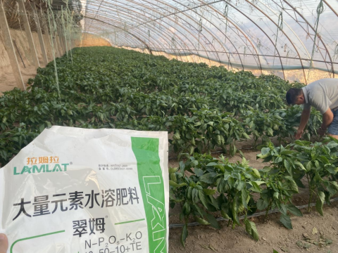 辣椒种植,水溶肥,拉姆拉滴灌级特种肥