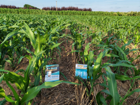 玉米施肥,翠姆生根重茬康,水溶肥