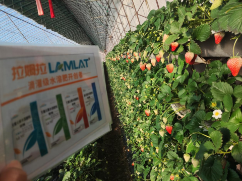 草莓施肥,翠姆水溶肥,水溶肥品牌