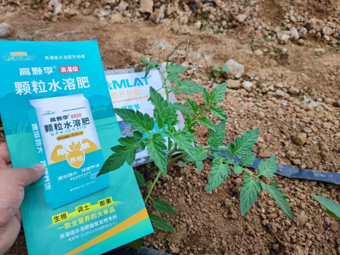 微生物菌剂,拉姆拉高颗季,水溶肥