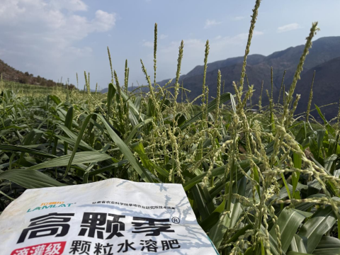 拇指玉米种植,拉姆拉高颗季,颗粒水溶肥